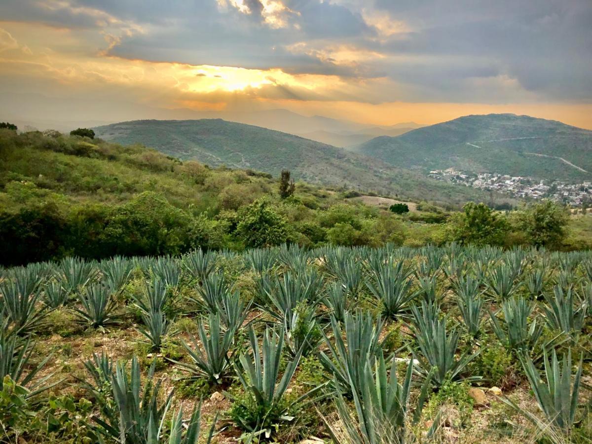 Beautiful Apartment In Oaxaca City'S Best Location Exteriör bild